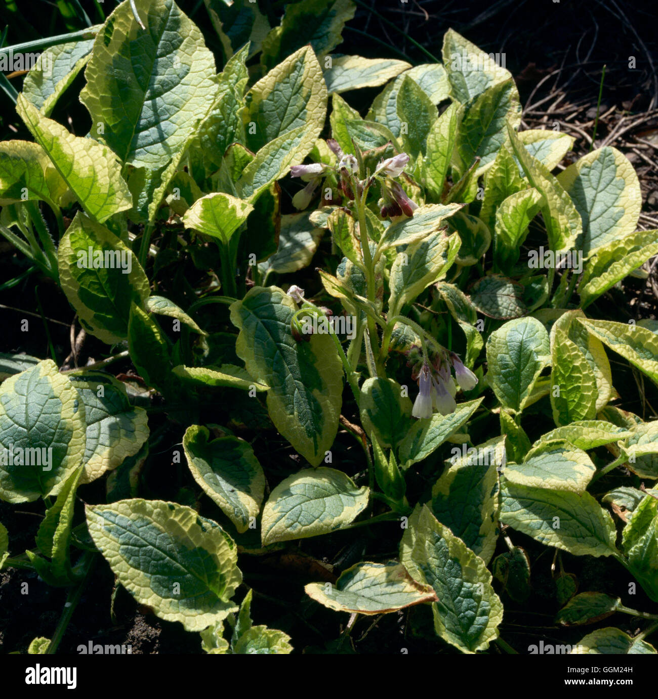 Symphytum - `Goldsmith' (Syn. S. ibericum `Variegatum')   PER041690 Stock Photo